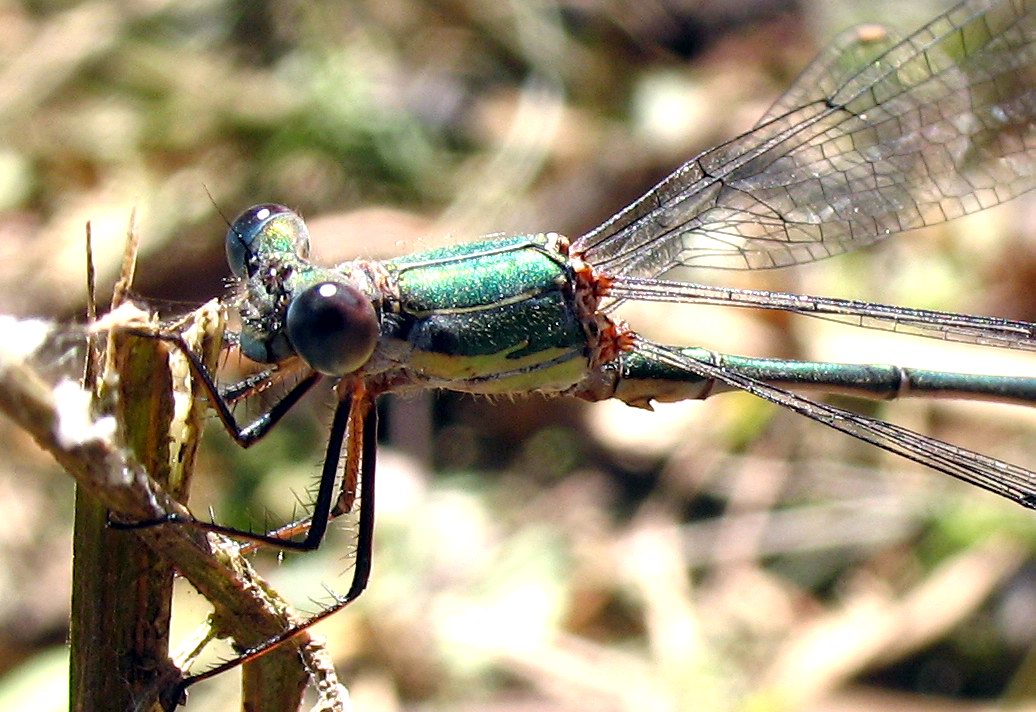 Lestes viridis (? credo...)